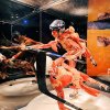 Wycieczka na wystawę Body Worlds - Circle of Life